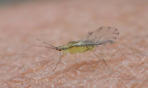 Réf. 260 233 : Eucallipterus tiliae